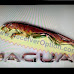 JAGUAR HD New latest software 1506TF  4MB Download